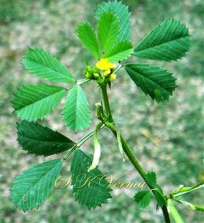  Flowering branch